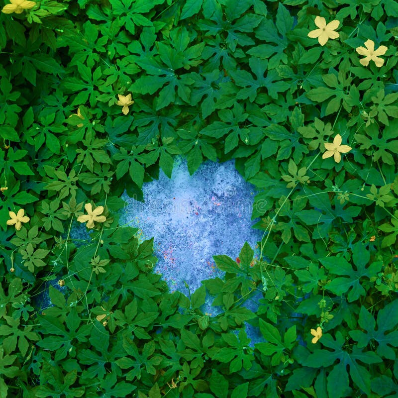 Foglie verdi del melone amaro in naturale tropicale che ha fogliame verde che cresce sul fondo blu del cemento Struttura per crea immagine stock libera da diritti Foglie verdi del melone amaro in naturale tropicale che ha fogliame verde che cresce sul fondo blu del cemento Struttura per crea immagine stock libera da diritti