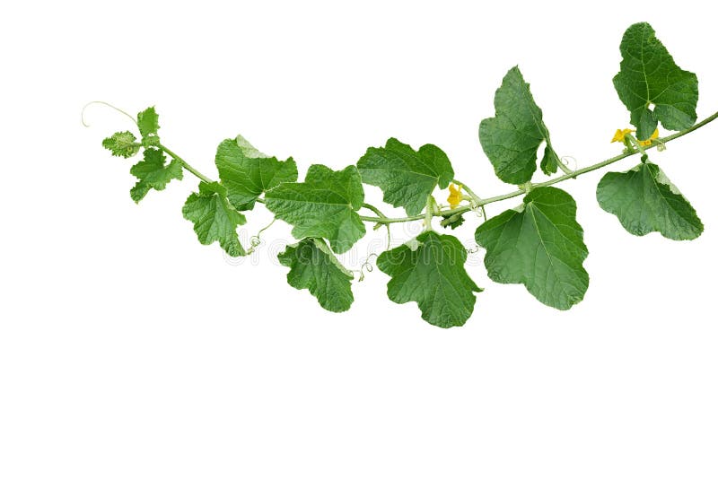 Green leaves of Cantaloupe Muskmelon with yellow flowers and tendrils, pumpkin leaf-like hairy vine plant isolated on white background with clipping path. Green leaves of Cantaloupe Muskmelon with yellow flowers and tendrils, pumpkin leaf-like hairy vine plant isolated on white background with clipping path.
