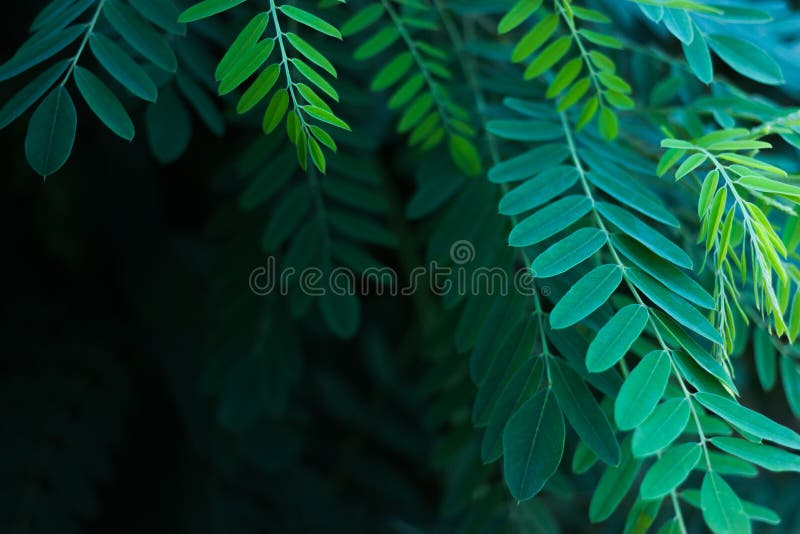 Foglie verdi dell'acacia alla luce solare fotografia stock libera da diritti Foglie verdi dell'acacia alla luce solare fotografia stock libera da diritti