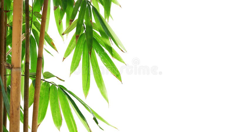 Green leaves of golden bamboo ornamental forest garden plant isolated on white background, clipping path included. Green leaves of golden bamboo ornamental forest garden plant isolated on white background, clipping path included.