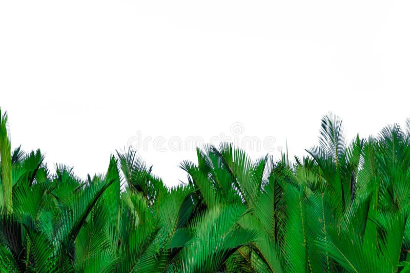 Foglie verdi della palma isolate su fondo bianco Foglia verde per la decorazione in prodotti biologici Pianta tropicale Esotico v immagini stock Foglie verdi della palma isolate su fondo bianco Foglia verde per la decorazione in prodotti biologici Pianta tropicale Esotico v immagini stock