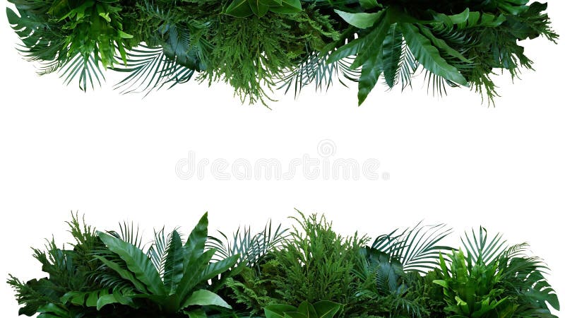 Green leaves of tropical plants bush Monstera, palm, fern, rubber plant, pine, birds nest fern foliage floral arrangement  nature frame backdrop isolated on white background with clipping path. Green leaves of tropical plants bush Monstera, palm, fern, rubber plant, pine, birds nest fern foliage floral arrangement  nature frame backdrop isolated on white background with clipping path.