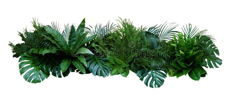 Foglie verdi di piante tropicali bush Monstera, palma, ferna, pianta di gomma, pino, uccelli, nassa di felce in giardino
