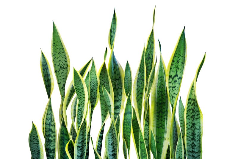 Green Leaves of Sansevieria trifasciata, Snake Plant Isolated on White Background. Green Leaves of Sansevieria trifasciata, Snake Plant Isolated on White Background