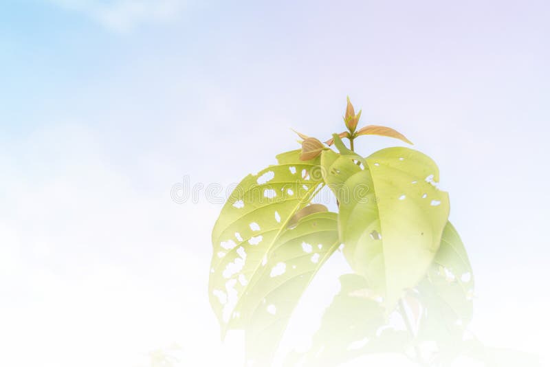Foglie verdi e cielo della sfuocatura immagini stock libere da diritti Foglie verdi e cielo della sfuocatura immagini stock libere da diritti
