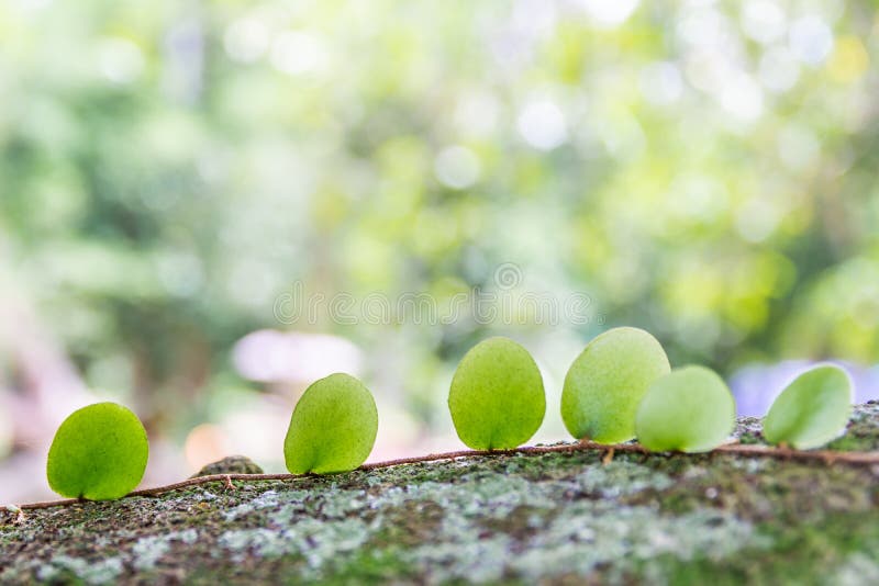 Foglie verdi e fondo astratti del bokeh fotografia stock Foglie verdi e fondo astratti del bokeh fotografia stock