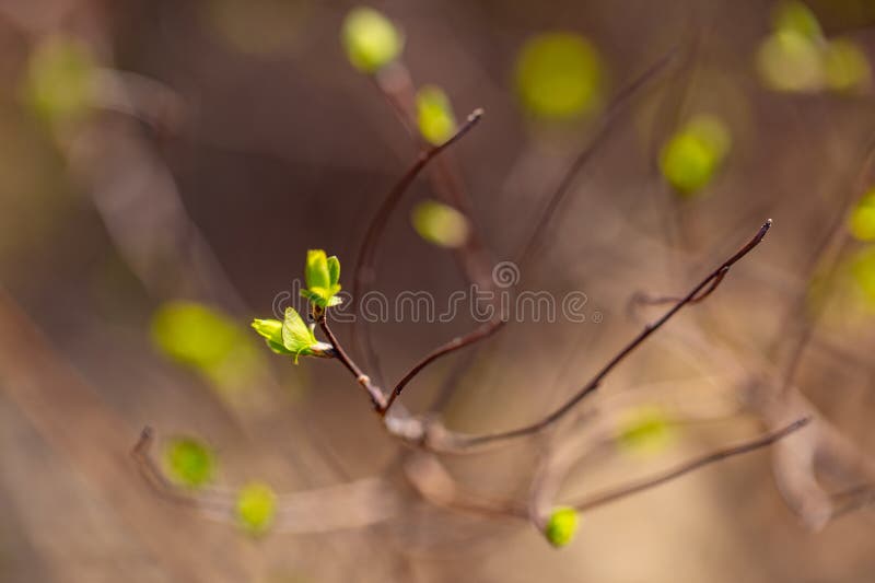 Foglie verdi fresche boccioli di parco solare in primavera. chiusura della natura, freschezza della primavera fotografie stock libere da diritti