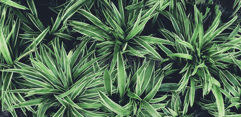 Foglie verdi modello di pianta per lo sfondo, sorgente fresca di bellezza naturale come foglie di colore vivide e carta da parati fotografie stock libere da diritti Foglie verdi modello di pianta per lo sfondo, sorgente fresca di bellezza naturale come foglie di colore vivide e carta da parati fotografie stock libere da diritti