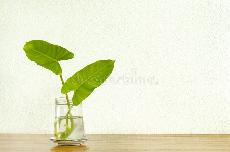 Burle Marx Philodendron, heart shaped green leaves plant in glass jar of water on wooden table white concrete background. Burle Marx Philodendron, heart shaped green leaves plant in glass jar of water on wooden table white concrete background