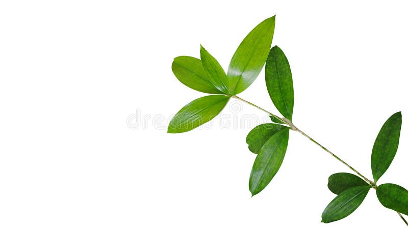 Green leaves branch of Japanese bamboo plant Dracaena surculosa the ornamental foliage houseplant isolated on white background, clipping path included. Green leaves branch of Japanese bamboo plant Dracaena surculosa the ornamental foliage houseplant isolated on white background, clipping path included.