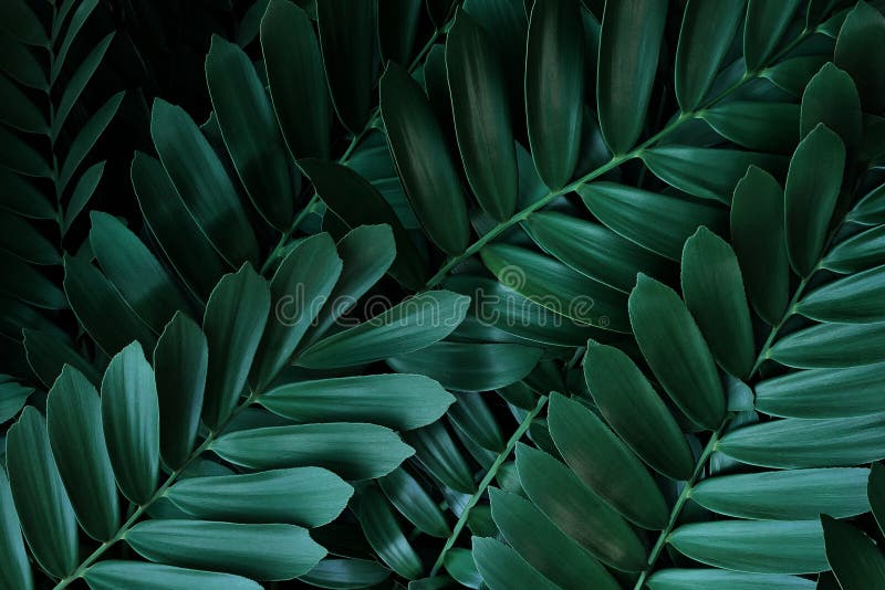 Dark green leaves pattern of cardboard palm or cardboard cycad Zamia furfuracea evergreen plant native to Mexico, abstract nature green background. Dark green leaves pattern of cardboard palm or cardboard cycad Zamia furfuracea evergreen plant native to Mexico, abstract nature green background.