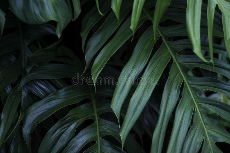 Tropical green leaves on dark background, nature summer forest plant concept. Tropical green leaves on dark background, nature summer forest plant concept