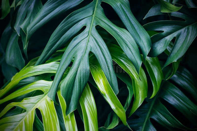 Tropical green leaves on dark background, nature summer forest plant concept. Tropical green leaves on dark background, nature summer forest plant concept