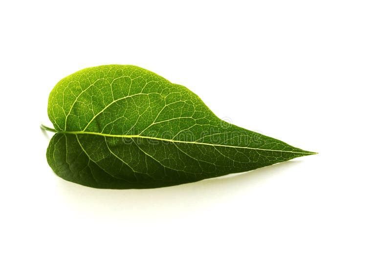 Download Foglio immagine stock. Immagine di oggetto, organico, crop - 3132657
