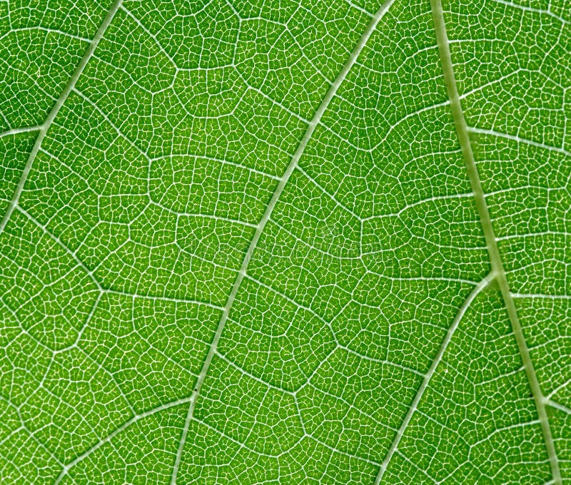 Foglio dell'acino d'uva fotografia stock libera da diritti Foglio dell'acino d'uva fotografia stock libera da diritti