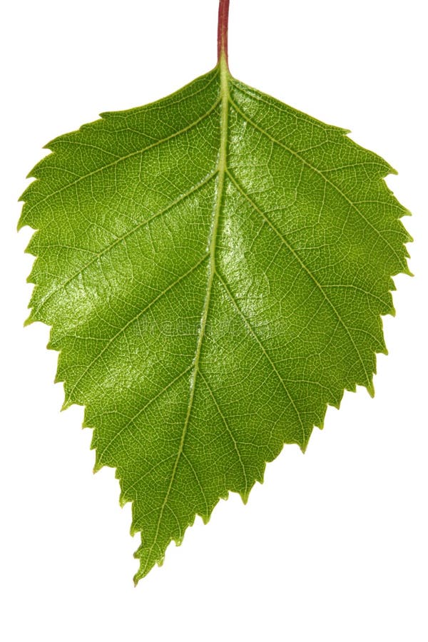 Foglio della betulla immagini stock Foglio della betulla immagini stock