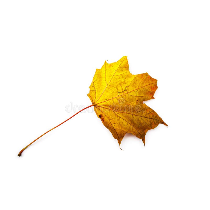 Foglio di autunno isolato su priorità bassa bianca Foglia di acero variopinta