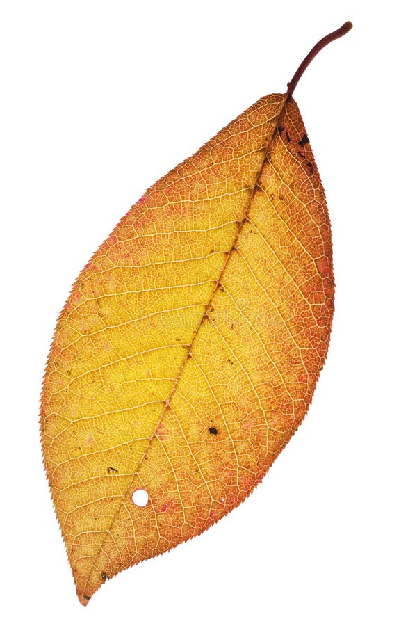 Foglio di autunno immagine stock libera da diritti Foglio di autunno immagine stock libera da diritti