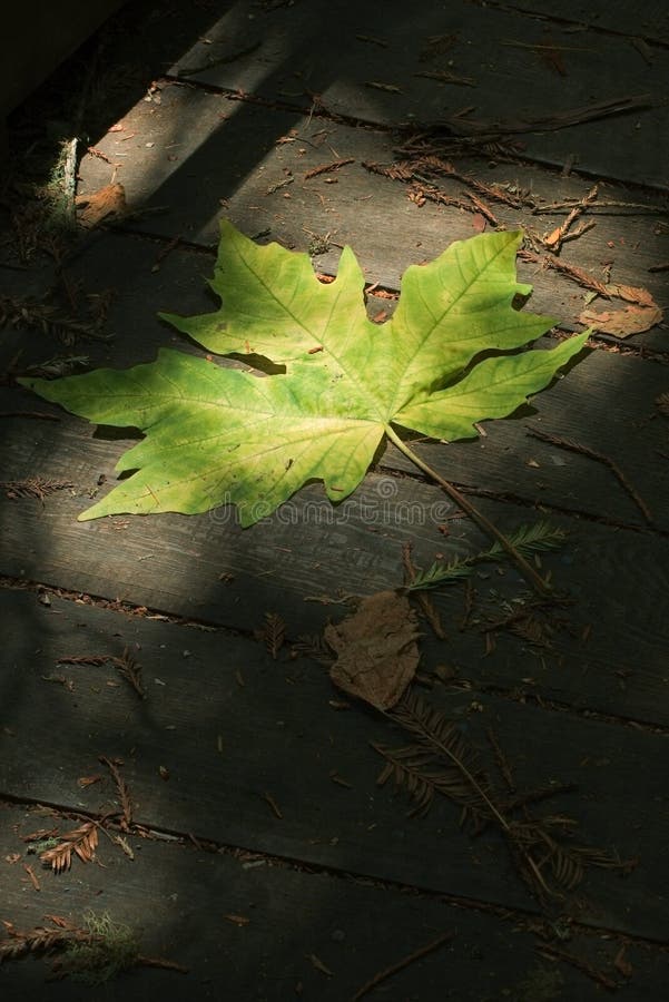 Foglio drammatico di verde di illuminazione fotografia stock libera da diritti Foglio drammatico di verde di illuminazione fotografia stock libera da diritti