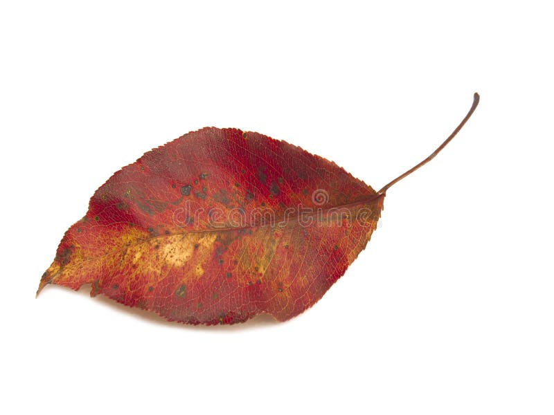 Studio shot of bright red fall leaf on white background. Slight shadow underneath for dimension. Studio shot of bright red fall leaf on white background. Slight shadow underneath for dimension.