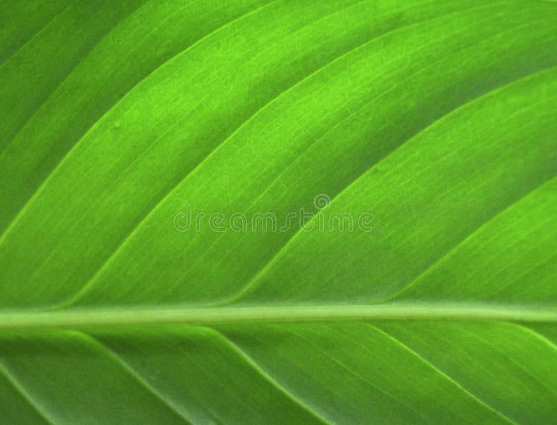 Foglio verde immagine stock Foglio verde immagine stock