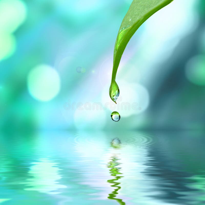 Foglio verde con acqua di goccia dell'acqua fotografie stock libere da diritti Foglio verde con acqua di goccia dell'acqua fotografie stock libere da diritti