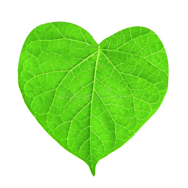Foglio verde nella figura di cuore fotografie stock
