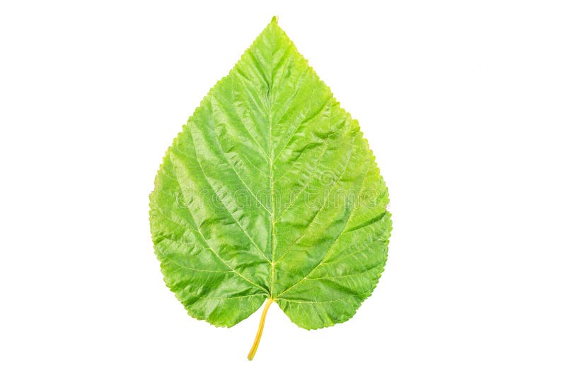Foglio verde su bianco. Foglia verde su fondo, sulla natura e sulla semplicità bianchi isolati
