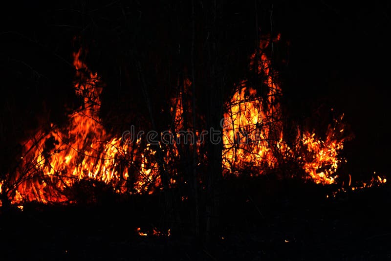 Fogo, floresta ardente do fogo, incêndio florestal no foco seletivo da noite fotos de stock Fogo, floresta ardente do fogo, incêndio florestal no foco seletivo da noite fotos de stock