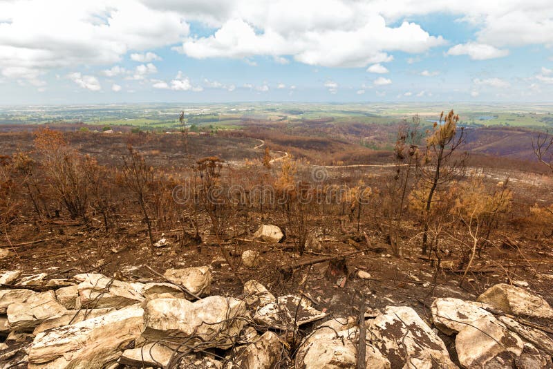 Fogos destrutivos do arbusto com o montanhês queimado marrom fotos de stock Fogos destrutivos do arbusto com o montanhês queimado marrom fotos de stock
