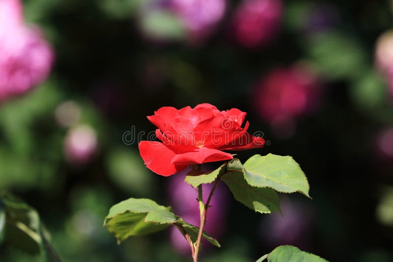 ROSAS DE OUTROS JARDINS