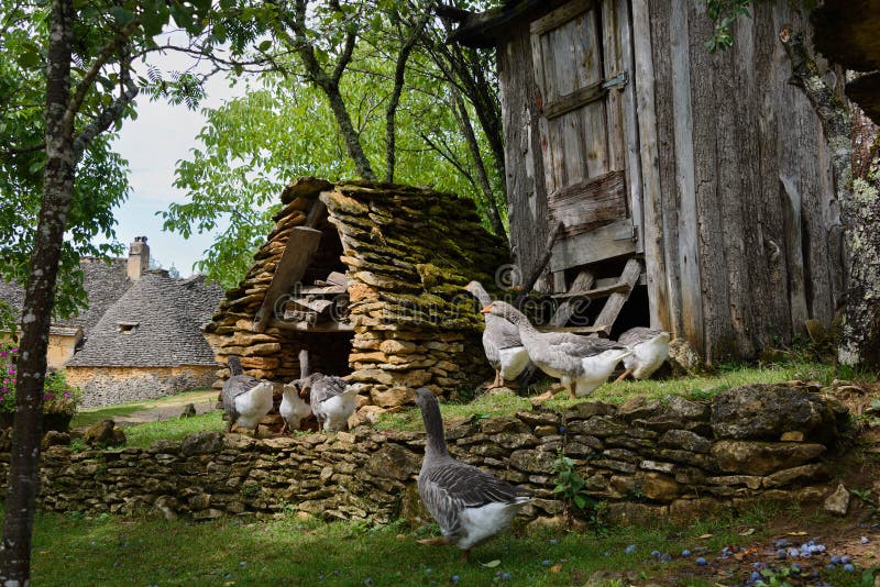 2 457 Goose House Photos Free Royalty Free Stock Photos From Dreamstime 2 457 Goose House Photos Free Royalty Free Stock Photos From Dreamstime