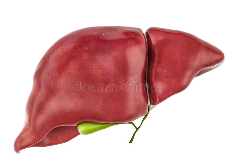 Foie humain sain avec la vésicule biliaire, rendu 3D illustration de vecteur Foie humain sain avec la vésicule biliaire, rendu 3D illustration de vecteur