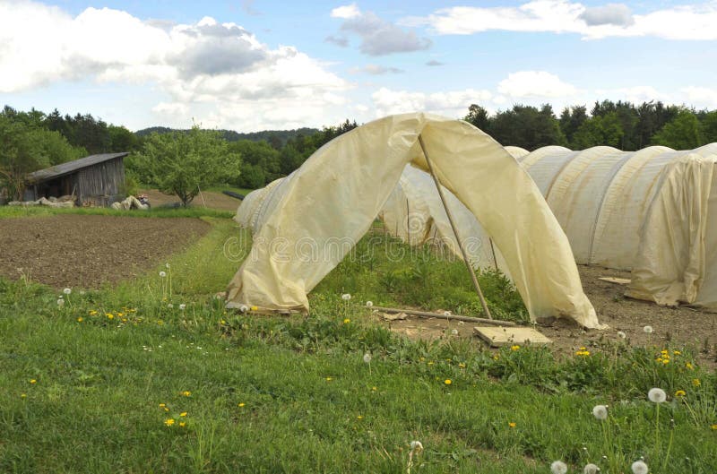 Foil greenhouse in agriculture in summer