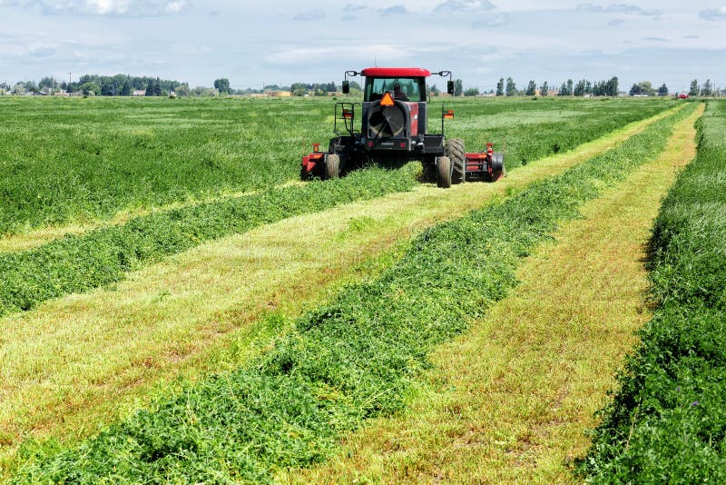 July 1, 2013 Swan Valley Idaho, USA Alfalfa hay, being cut and wind rowed for drying in a fertile farm field in Idaho. July 1, 2013 Swan Valley Idaho, USA Alfalfa hay, being cut and wind rowed for drying in a fertile farm field in Idaho.