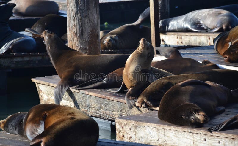 Foki blisko San Francisco mol obraz royalty free Foki blisko San Francisco mol obraz royalty free