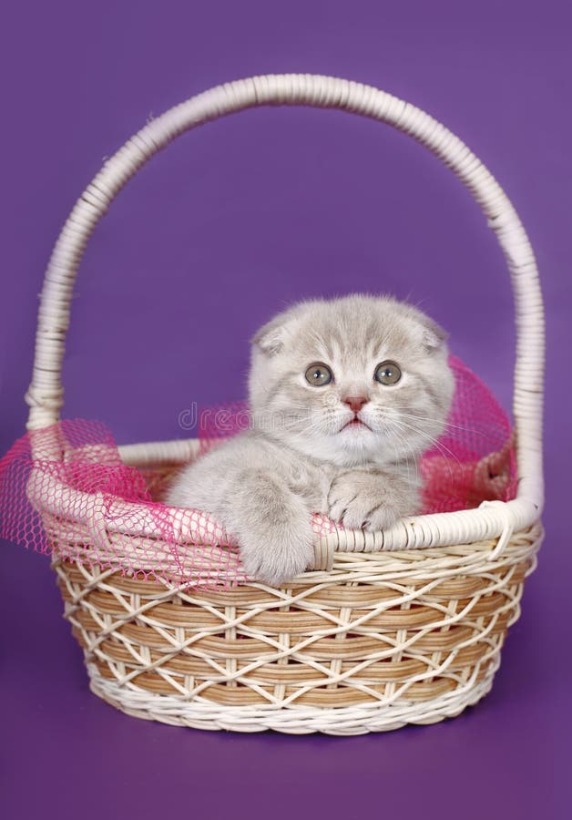 Fold kitten in a basket. stock image. Image of carnivore - 27381583