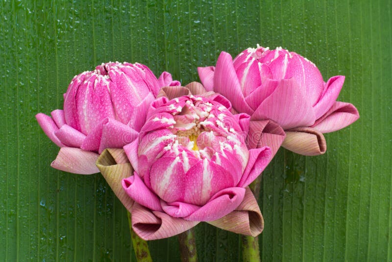 Folding lotus thai style