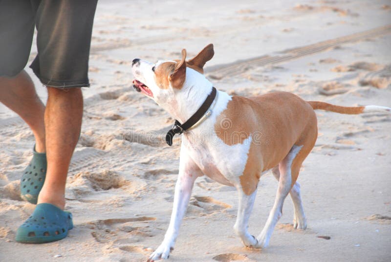 Folgen Sie dem Original stockfoto. Bild von liebe, blick 6581800