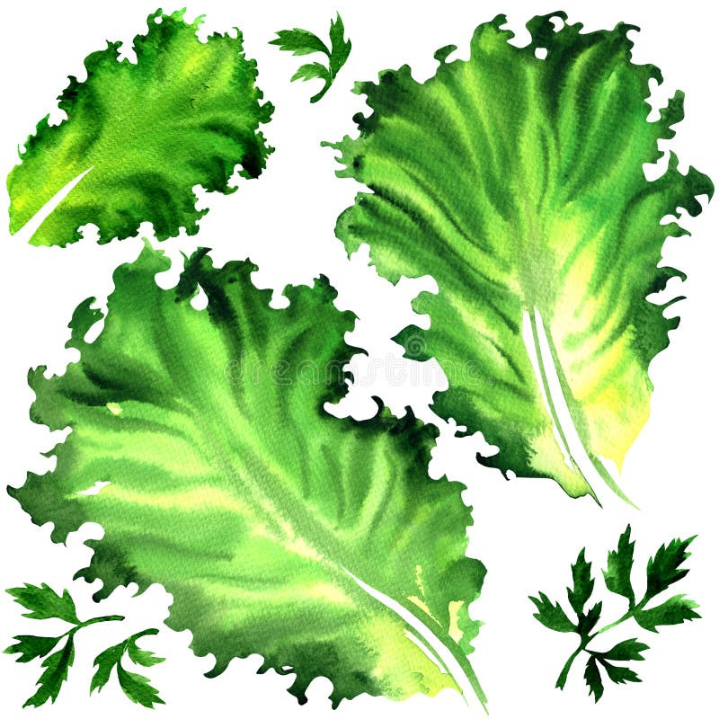 Set green salad leaf and parsley isolated, watercolor painting on white background. Set green salad leaf and parsley isolated, watercolor painting on white background