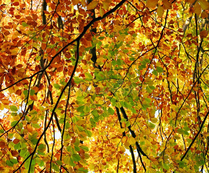 Folha amarelando do fundo da queda de árvores do outono nas madeiras fotos de stock Folha amarelando do fundo da queda de árvores do outono nas madeiras fotos de stock