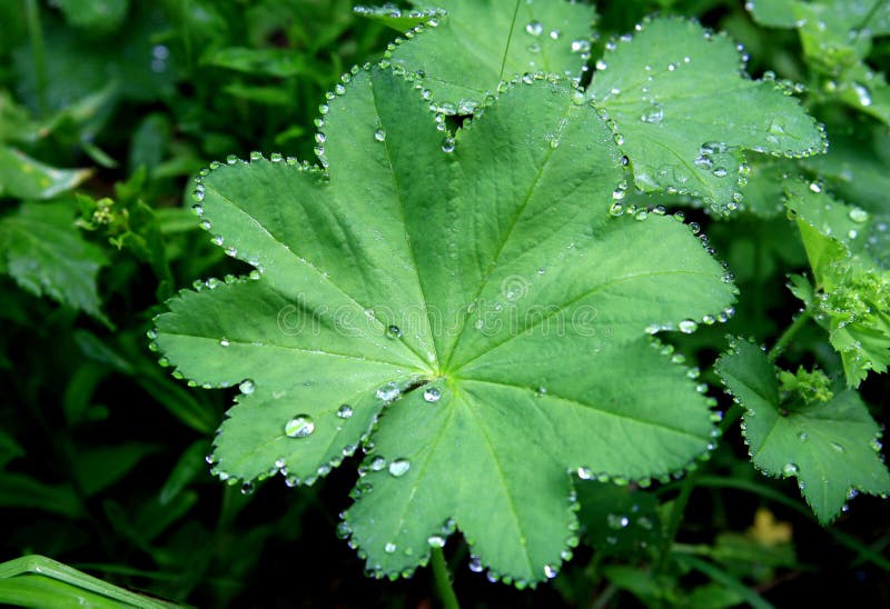 Gotas de chuva na folha foto de stock