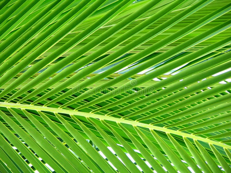 Folha bonita da palmeira