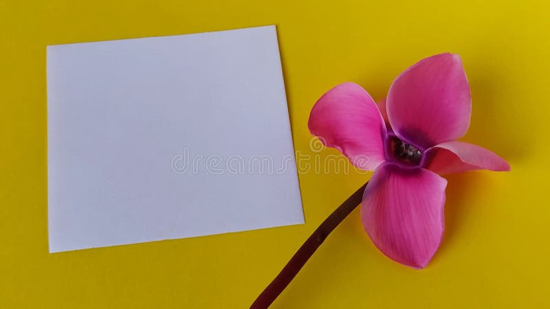 Flor Amarela Do Cíclame Em Um Fundo Branco Imagem de Stock - Imagem de  isolado, branco: 38492583