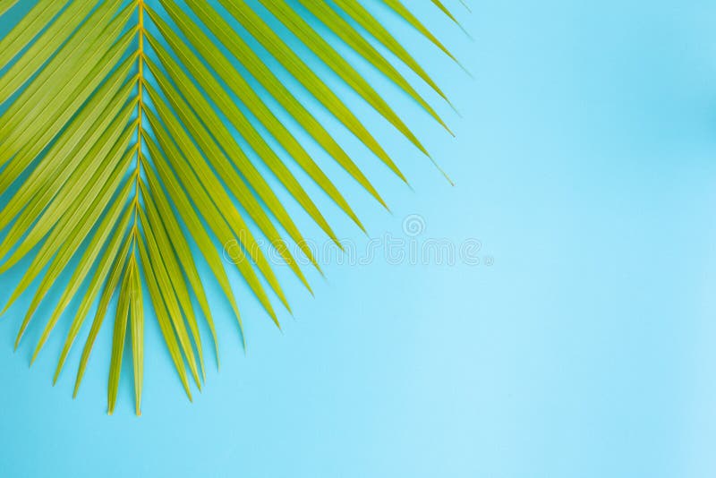 Folha colocada lisa do coco da foto no fundo azul, na vista superior e no espaço da cópia para a montagem seu produto foto de stock Folha colocada lisa do coco da foto no fundo azul, na vista superior e no espaço da cópia para a montagem seu produto foto de stock
