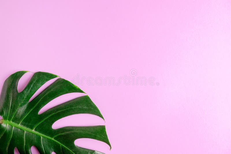 Folha colocada lisa do monstera do verde da vista superior no fundo cor-de-rosa Zombaria tropical acima Espaço para rotular imagem de stock Folha colocada lisa do monstera do verde da vista superior no fundo cor-de-rosa Zombaria tropical acima Espaço para rotular imagem de stock