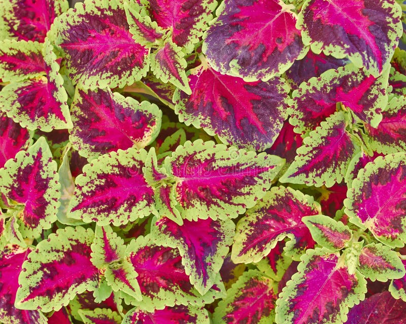 Folha colorida do Coleus fotografia de stock Folha colorida do Coleus fotografia de stock