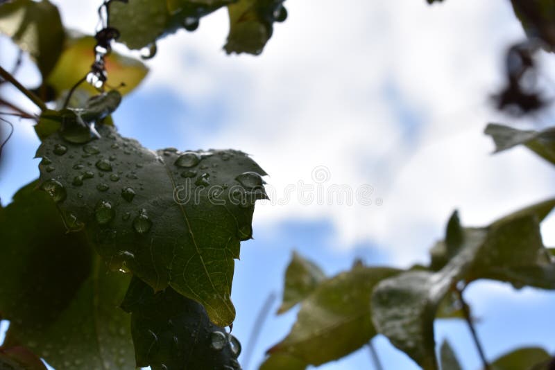 Folha com gotas imagens de stock Folha com gotas imagens de stock