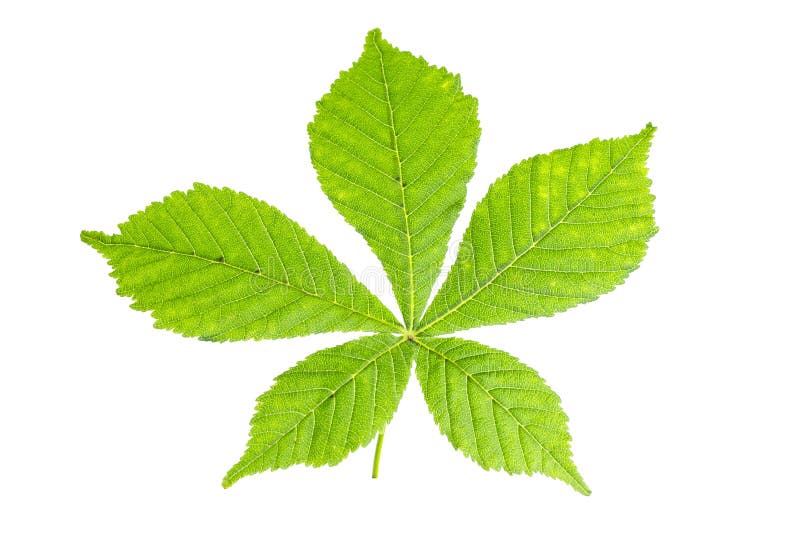 Chestnut leaf beautifully rayed on a white background. Chestnut leaf beautifully rayed on a white background