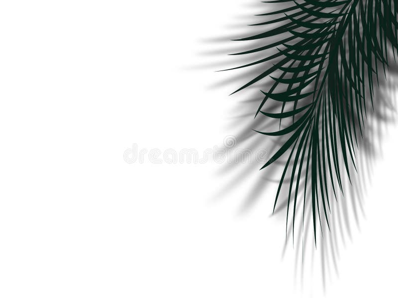 A folha da palmeira com sombra reflete na parede branca limpa com cópia ilustração stock A folha da palmeira com sombra reflete na parede branca limpa com cópia ilustração stock